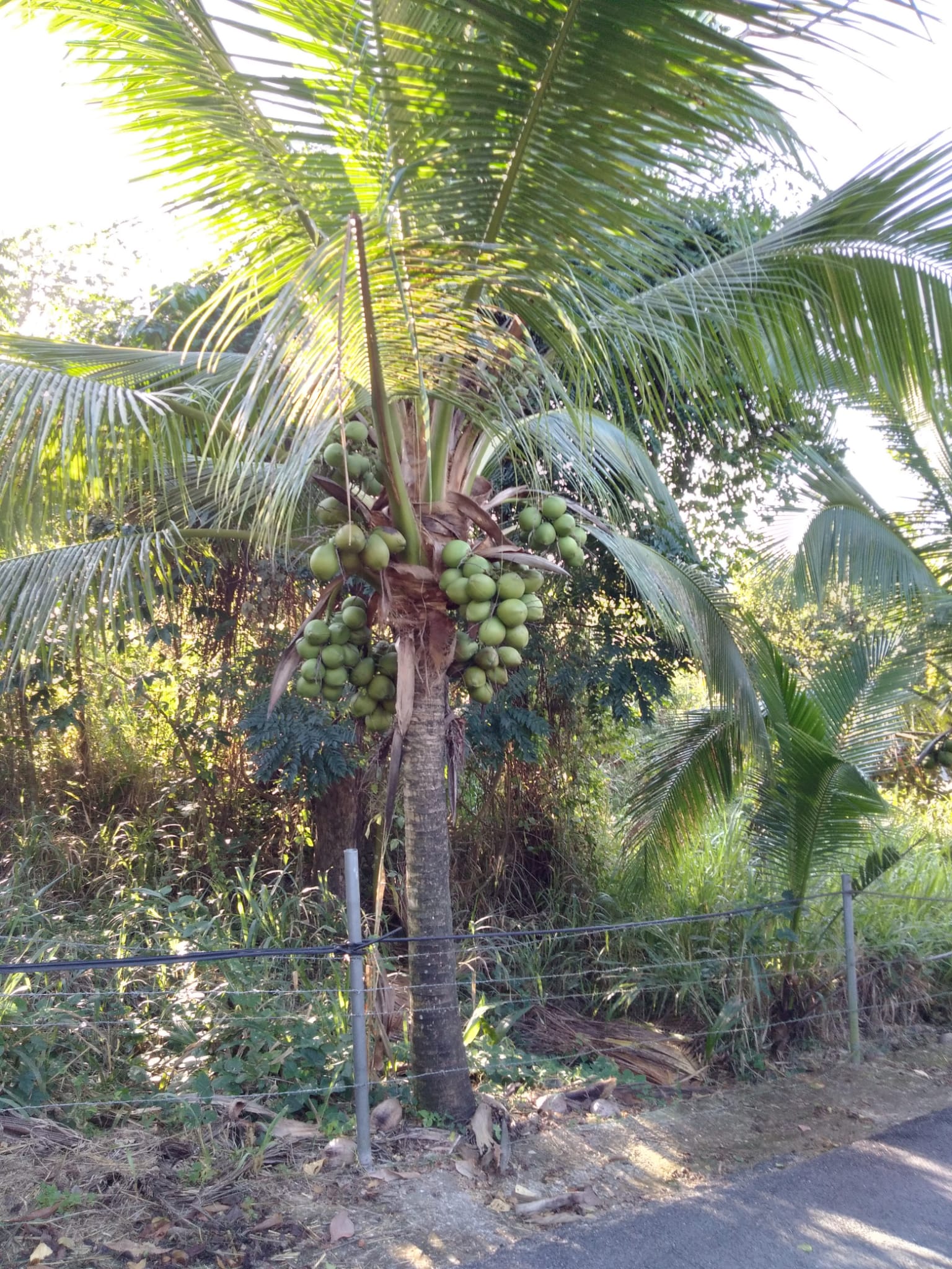 Palmas de Coco Filipino Main Image